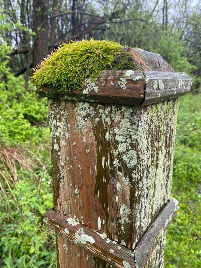 Fence Post with Moss