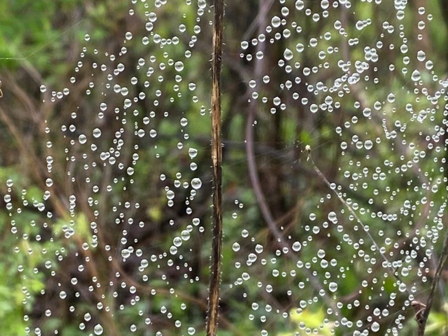 Spider Web with dew droplets